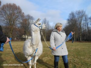 Mensch und Tier gemeinsam unterwegs beim Lamatrekking im Ruhrgebiet