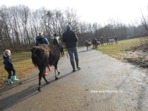 Lamawanderung in der Parklandschaft im Ruhrgebiet im Winter 2017