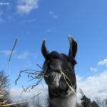 Lama Hannibal frisst frisches Heu in Gelsenkirchen