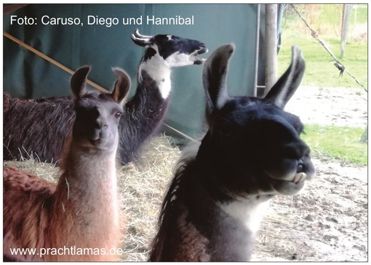 Die Lamas Caruso, Diego und Hannibal sitzen im Weidezelt im warmen Heu und lächeln uns an