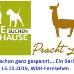 Bericht über die Prachtlamas bei Tiere suchen ein Zuhause, Sendung im WDR-Fernsehen am Sonntag, 13.10.2019