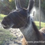 Lama Hannibal wartet auf Gäte in Gelsenkirchen, Ruhrgebiet, NRW