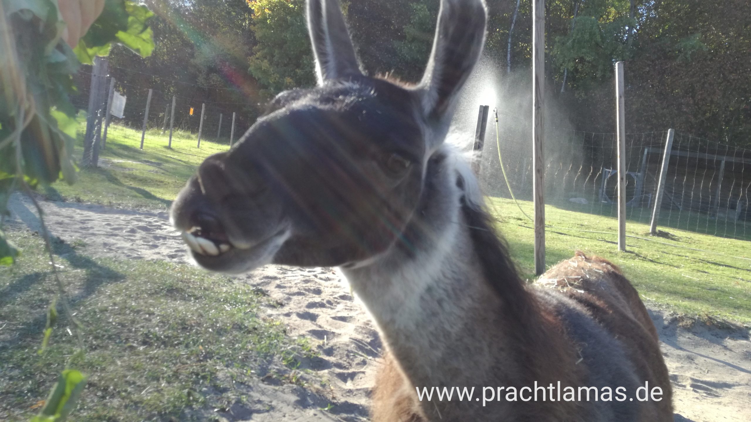 Lama Hannibal wartet auf Gäte in Gelsenkirchen, Ruhrgebiet, NRW