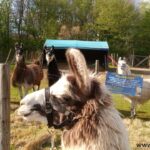 Neuzugang in Gelsenkirchen: Lama Blue Cajou kommt gut an bei den Prachtlamas