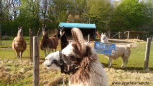 Neuzugang bei den Prachtlamas in Gelsenkirchen: Lama Blue Cajou kommt gut an