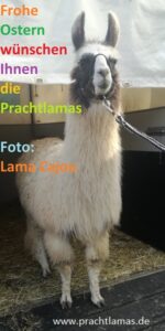 Frohe Ostern wünschen Lama Cajou und seine neuen Freunde, die Prachtlamas