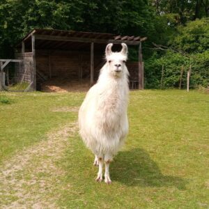 Lama Dancer hat Geburtstag - Prachtlamas im Ruhrgebiet