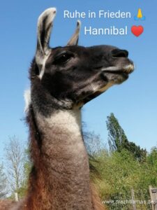 Abschied von Lama Hannibal