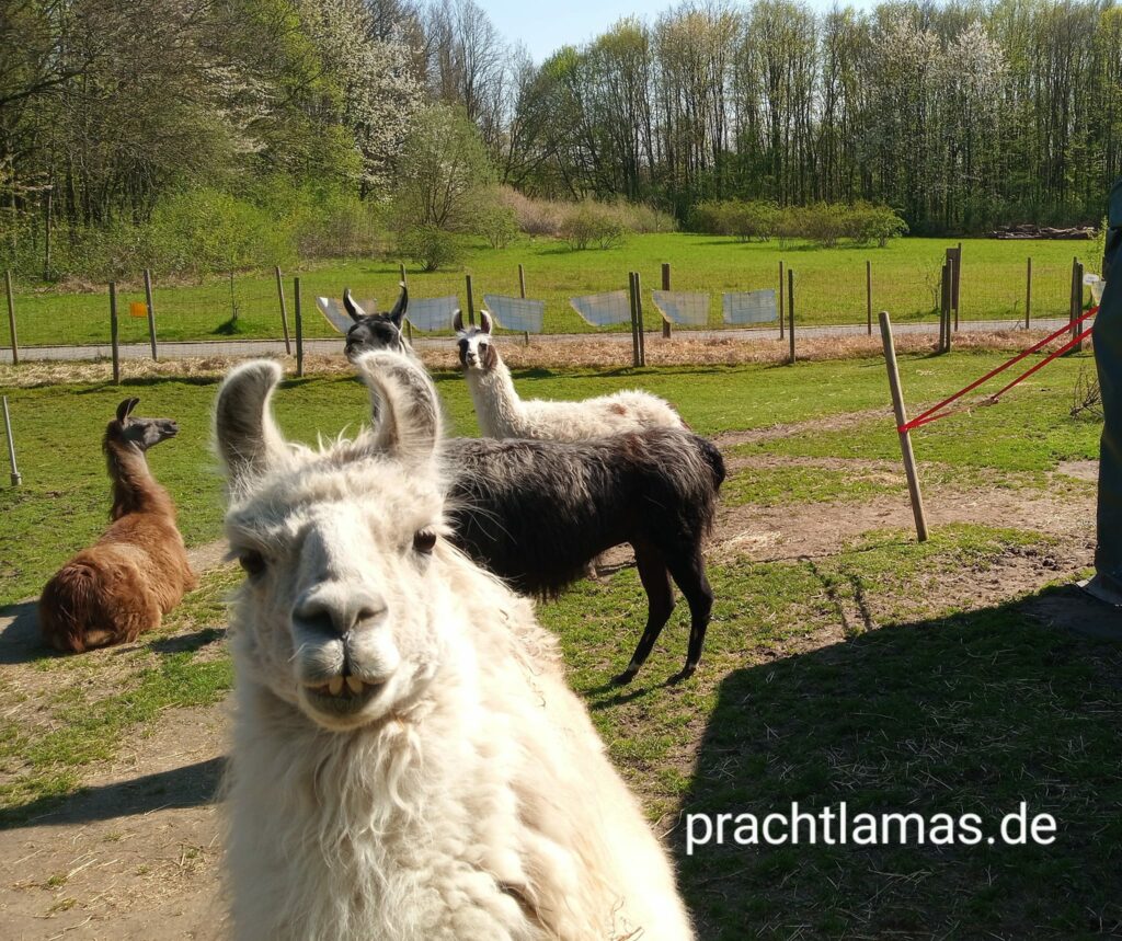 Am Tag der Arbeit tierisch entspannen im Ruhrgebiet - da sind auch die Lamas neugierig