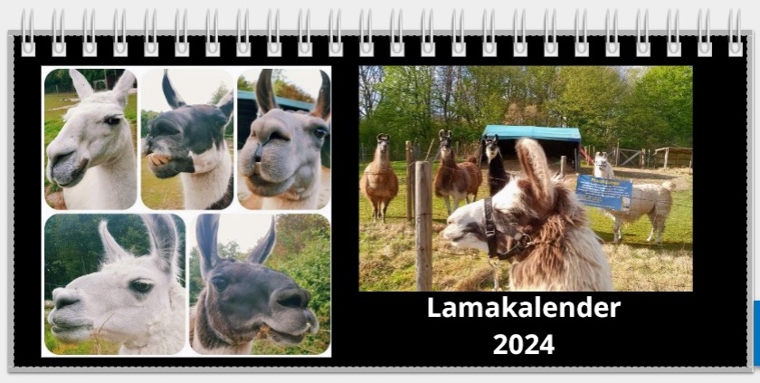 Der neue Lamakalender 2024 mit den Gelsenkirchener Prachtlamas mit neuen Fotos ist da