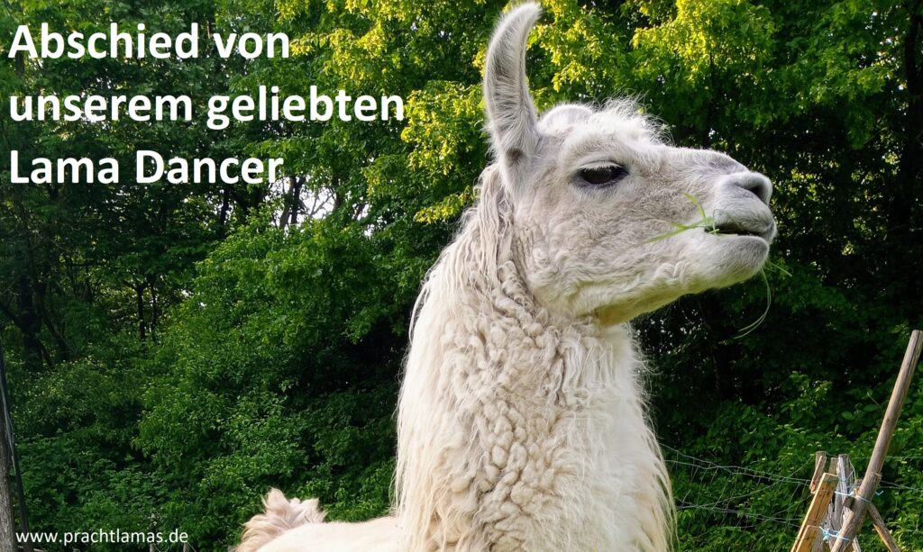 Wir nehmen Abschied von unserem geliebten Lama Dancer am 15. September 2024 um 16:30 Uhr - öffentliche Abschiedsveranstaltung