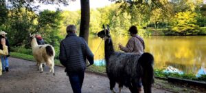 In Gelsenkirchen kann man mit den entspannten Lamas entspannt auch am Muttertag spazieren gehen - für alle Generationen geeignet