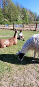 Spüren, wahrnehmen, zeichnen - ohne Druck mit viel tierischer Begleitung von den Lamas Caruso, Cajou und Diego