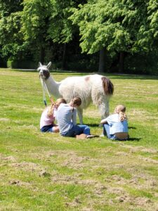 Achtsame Tierbegegnungen fördern auch bei Kindern eine Entspannung des Nervensystems - Lama-Ferientag im Ruhrgebiet