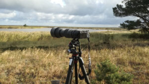Naturfürhung mit Beate Pracht an der Bislicher Insel: Vogel- und Naturbeobachtung als Entspannungspraxis