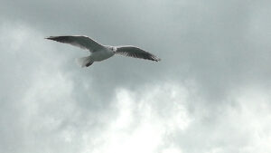 Naturführung und Naturbeobachtung Bislicher Insel mit Beate Pracht