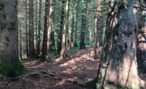 Waldbaden mit Naturguide und Resilienztrainerin Beate Pracht, Schloss Berge, Gelsenkirchen-Buer