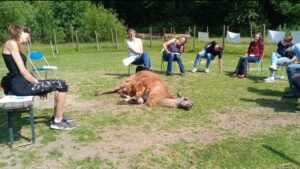 Die Reihe 'Lamafeuer' kombiniert achtsame Tierbegegnungen mit den sensitiven Herzenstieren mit inspirierenden Impuls-
Vorträgen bzw. Workshops.