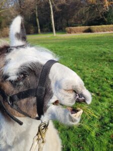 Lama Cajou genießt den Ausflug und die PausebeiderLamawanderung