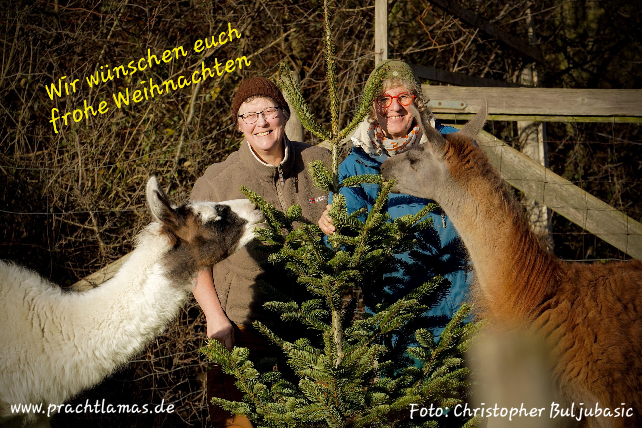 Frohe Weihnachten wünschen euch die Prachtlamas