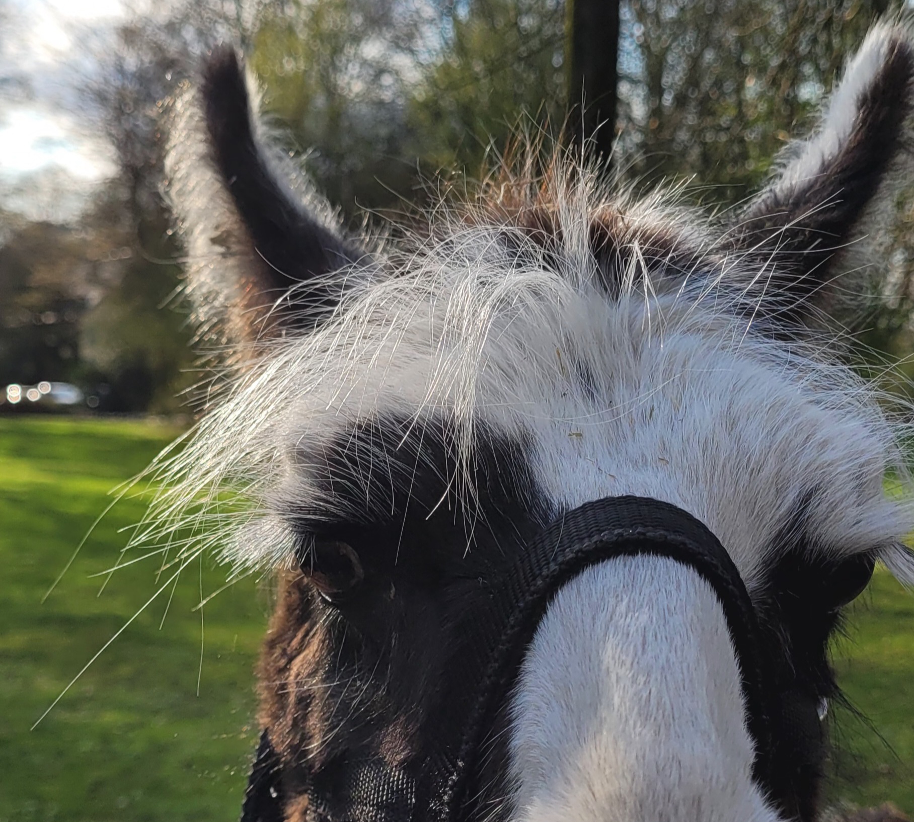 Ostern und Osterferien mit den Prachtlamas 2026 - Foto von Lama Cajou Ostern und Osterferien mit den Prachtlamas 2026 - Foto von Lama Cajou