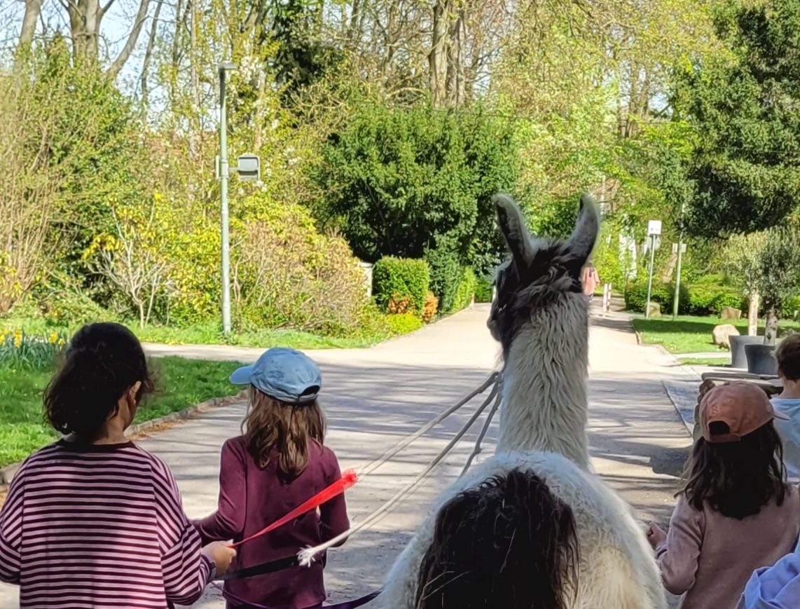 Lamawanderungen beim Ferientag mit Kindern in den Osterferien Lamawanderungen beim Ferientag mit Kindern in den Osterferien
