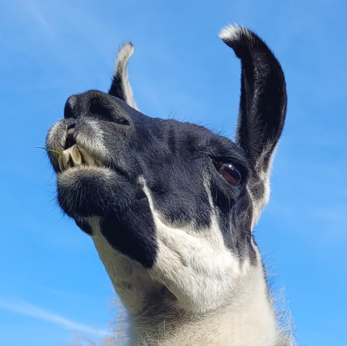Lama Diego freut sich auf ent-spannende Lama-Spaziergänge im Revierpark Nienhausen in Gelsenkirchen/Essen im Ruhrgebiet, NRW