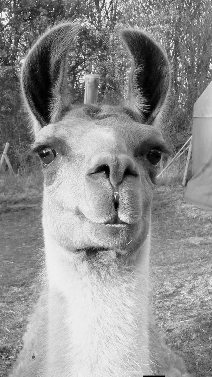 Lama Caruso Abschiedsfoto 2026