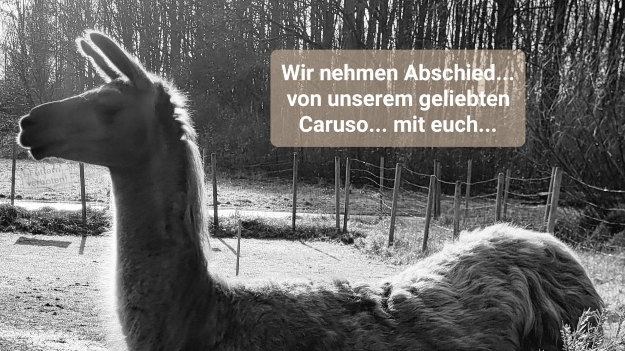 Wir nehmen Abschied von der Meisterseele Lama Caruso